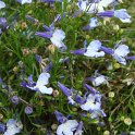 Lobelia erinus 'Riviera Blue Splash'